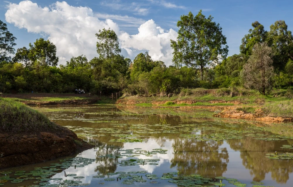 Karura Forest